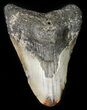 Bargain Megalodon Tooth - North Carolina #45532-1